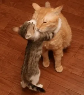 ⚡️ 5dbeae2d 고양이, 새끼 고양이, 포옹, 동물, 귀여운, 우정 telegram sticker