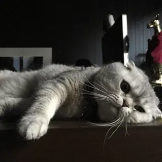 ⚡️ 5f13bb28 고양이, 스코티쉬 폴드, 애완동물, 동물, 집고양이, 고양이과, 회색 고양이 telegram sticker