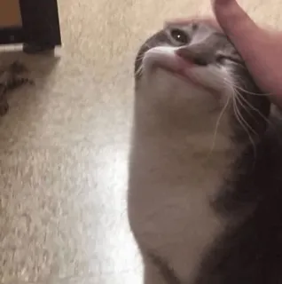 ⚡️ 7bfb0e89 고양이, 애완동물, 동물, 귀여운, 가축, 포유류, 고양이과 telegram sticker