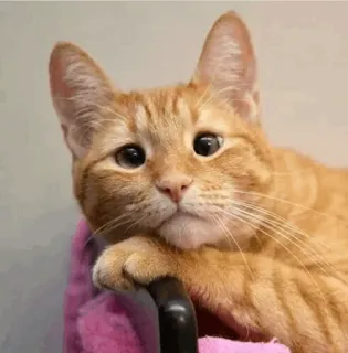 ⚡️ 7e1a38fd 고양이, 동물, 애완동물, 주황색, 고양이과, 집고양이, 귀여운, 포유류 telegram sticker