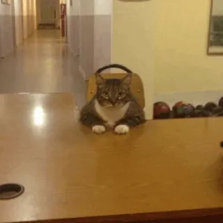 ⚡️ 9327c8ac 고양이, 사무실, 책상, 동물, 애완동물, 웃긴, 귀여운 telegram sticker