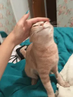 Cat's Memes by MahYa [ @MoodPacks ] telegram stickers