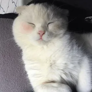 ⚡️ a6f1f800 고양이, 귀여운, 동물, 잠, 새끼 고양이 telegram sticker