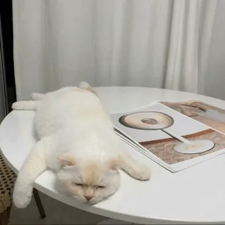 ⚡️ b94c05a8 고양이, 수면, 동물, 흰색, 테이블, 애완 동물, 반려 동물 telegram sticker