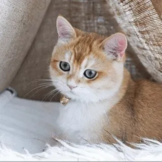 ⚡️ bcea14e2 고양이, 애완동물, 동물, 귀여운, 새끼 고양이, 집고양이 telegram sticker