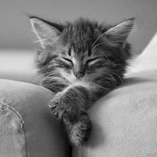 ⚡️ c3de886b 새끼 고양이, 고양이, 귀여운, 자는, 사랑스러운, 동물, 애완 동물 telegram sticker