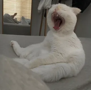 ⚡️ d81b3dbc 고양이, 하품, 동물, 애완동물, 흰 고양이 telegram sticker