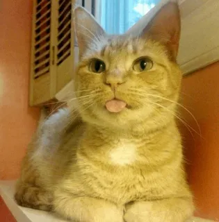 ⚡️ d81fbfdb 고양이, 동물, 애완동물, 귀여운, 혀 telegram sticker