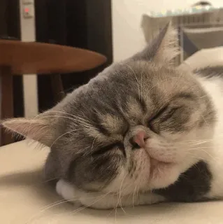 ⚡️ f76d3cfd 고양이, 수면, 애완 동물, 동물, 집 고양이, 휴식, 편안한 telegram sticker