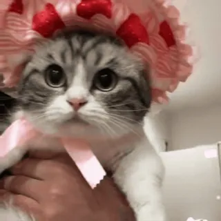 👒 022ac244 猫, 子猫, 動物, ペット, いちご, 可愛い, 帽子, 飼い猫 telegram sticker