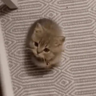 🐈 0eccda32 猫, 子猫, かわいい, 動物, ペット, 家畜, カーペット telegram sticker