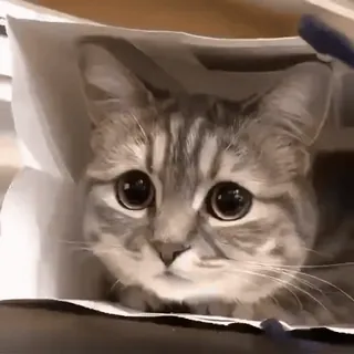 😔 12d2f3c1 猫, 子猫, かわいい, 動物, ペット telegram sticker