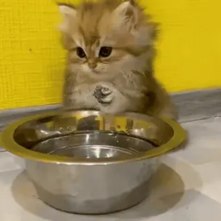 🥣 1a90e4f0 子猫, かわいい, 動物, 猫, ペット, ボウル, ふわふわ telegram sticker