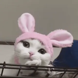 🐰 21e7b93b 猫, うさ耳, 動物, ペット, 可愛い, 子猫 telegram sticker