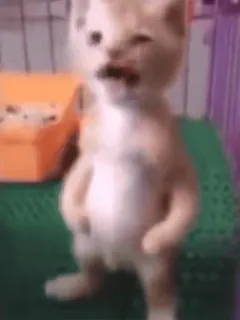 🥺 611450b6 猫, 子猫, 動物, かわいい, ペット, ネコ科 telegram sticker