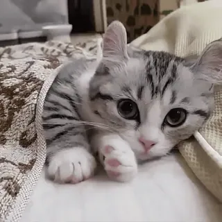 🐈 7902b136 猫, 子猫, 可愛い, ペット, 動物, 家畜, 毛布 telegram sticker