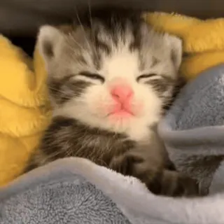 😴 7d0ae2cc 子猫, 猫, 睡眠, かわいい, 動物, ペット telegram sticker