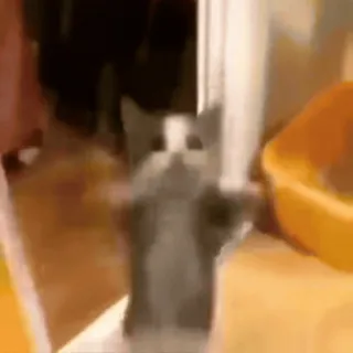 🖖 8225956c 猫, 動物, ペット, 子猫, 可愛い telegram sticker