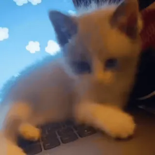 💻 844f3745 子猫, 猫, 可愛い, 動物, キーボード telegram sticker