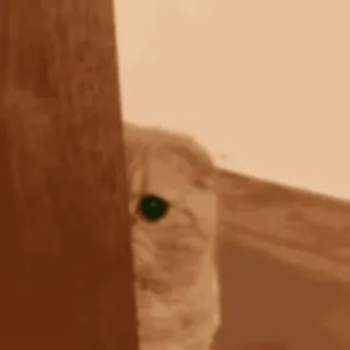 🥺 876f491e 猫, 覗き見, 動物, 隠れる, ペット, 飼い猫, 可愛い telegram sticker