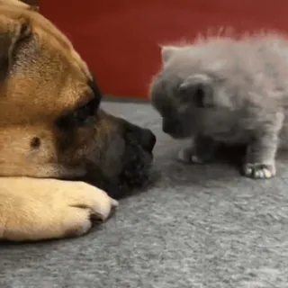 😳 95e9ca77 犬, 子猫, 動物, ペット, 友情, かわいい telegram sticker