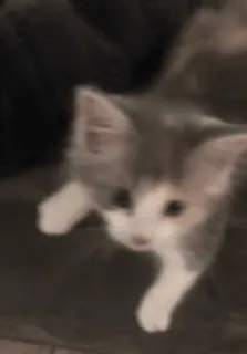 🥊 ac1e380a 猫, 子猫, ペット, 可愛い, 動物, 家畜 telegram sticker