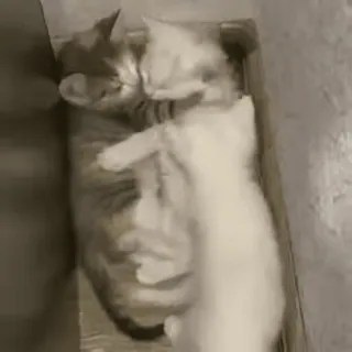 🐱 b66a3376 子猫, 猫, 動物, ペット, かわいい telegram sticker