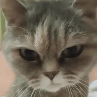 😡 c7b00cda 猫, 動物, グレー猫, ペット, ネコ科, 哺乳類 telegram sticker