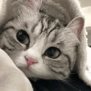 🐈 c951852a 猫, 子猫, 可愛い, 動物, ペット, グレー, 白, ブランケット telegram sticker