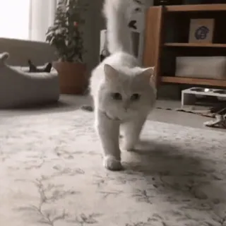 🏖 e0820b9f 猫, ペット, 動物, 白猫, 歩く, 家畜 telegram sticker