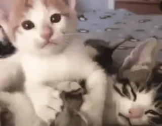 🤨 fe5d6d0c 猫, 子猫, ペット, 動物, 可愛い, 飼い猫, ネコ科, 小さい telegram sticker