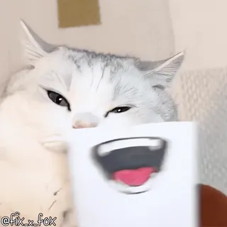 😂 130827b4 @fix_x_fox кот, животное, мем, смешной, милый, стикер telegram sticker