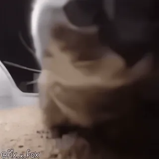 🥳 1693c285 @fix_x_fox кот, животное, мем telegram sticker