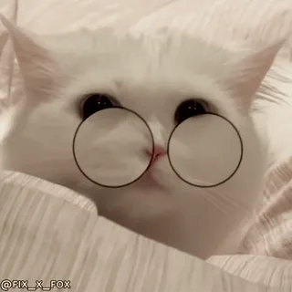 😳 28516256 @FIX_X_FOX кот, очки, милый, животное, белый кот telegram sticker