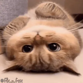 👀 36db7617 @fix_x_fox кот, котенок, милый, животное, питомец telegram sticker