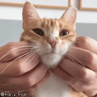 🥰 3ae11c72 @fix_x_fox кот, питомец, животное, оранжевый, руки, смешной, мем telegram sticker
