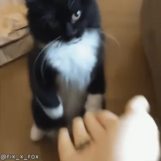 👋 3fec199d @FIX_X_FOX кот, домашнее животное, животное, смешной, милый, игривый, кот смокинг telegram sticker