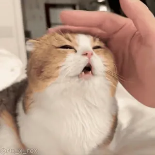 🤗 445b510b кот, питомец, животное, милый, домашний telegram sticker