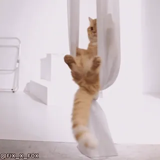 Cats @fix_x_fox whatsapp stickers