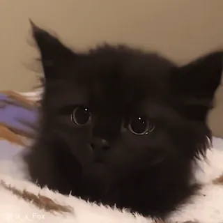 😅 49c63aee котёнок, кошка, чёрный кот, милый, питомец, животное telegram sticker