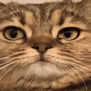 😛 4ab9e3d9 @FIX_X_FOX кот, животное, домашнее животное, стикер, полосатый telegram sticker