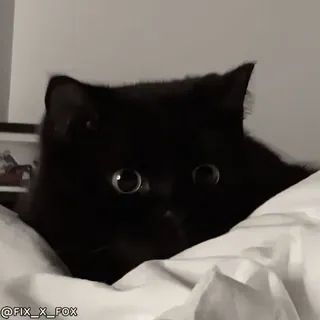 😈 5052153d @FIX_X_FOX кошка, черный кот, животное, питомец, милый telegram sticker