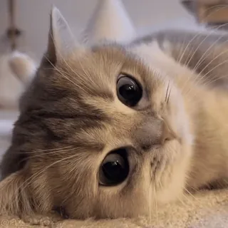 😃 570d2ca5 кот, милый, котёнок, животное, питомец telegram sticker