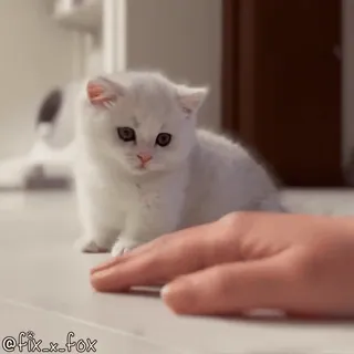 🥰 58ae86b7 @fix_x_fox котёнок, кошка, милый, животное, питомец, рука, белый telegram sticker