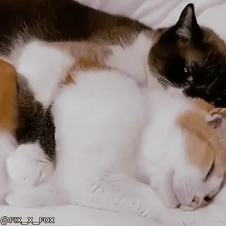 🤗 636f8635 @FIX_X_FOX кошки, животные, милые, домашние животные, спящий telegram sticker