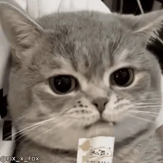 😋 696198a9 @FIX_X_FOX кот, милый, стикер, животное telegram sticker