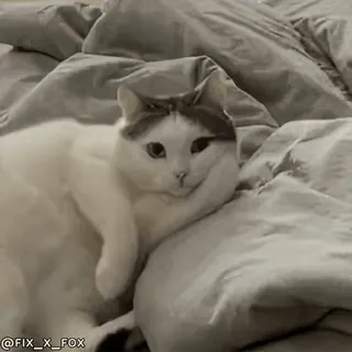 😉 70ae643e @FIX_X_FOX кот, животное, питомец, белый кот, ленивый, кровать telegram sticker