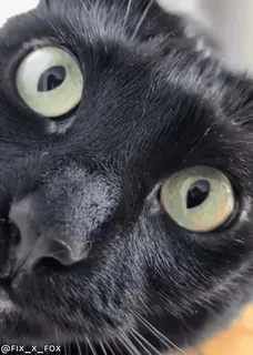 😳 730ffd9f @FIX_X_FOX черный кот, кот, глаза, домашнее животное, животное telegram sticker