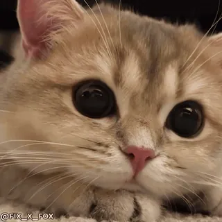 ❤️ 7ede115a @FIX_X_FOX кот, котенок, милый, животное, питомец, домашний telegram sticker