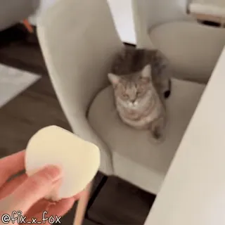 Cats @fix_x_fox telegram stickers